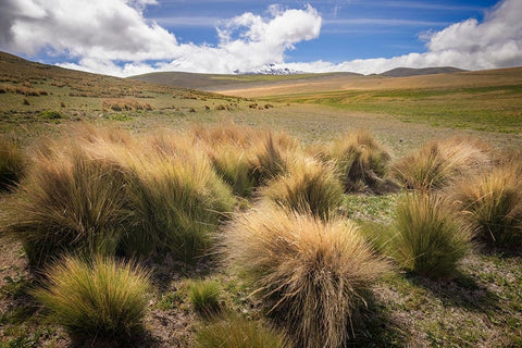 Paramo grass-Antisana Ecological Reserve-Ecuador White Modern Wood Framed Art Print with Double Matting by Jones, Adam