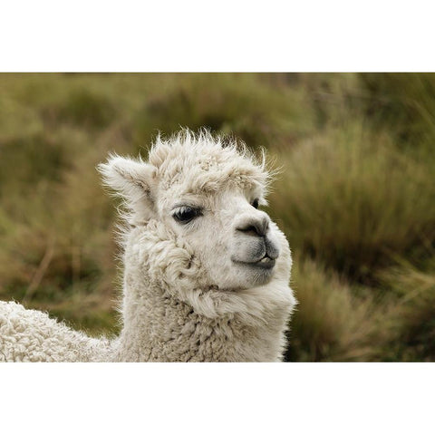 Alpaca-Antisana Ecological Reserve-Ecuador White Modern Wood Framed Art Print by Jones, Adam