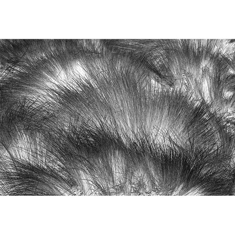 Paramo grass-Antisana Ecological Reserve-Ecuador Gold Ornate Wood Framed Art Print with Double Matting by Jones, Adam