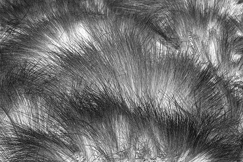 Paramo grass-Antisana Ecological Reserve-Ecuador White Modern Wood Framed Art Print with Double Matting by Jones, Adam