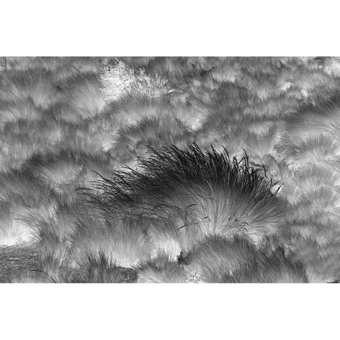 Paramo grass-Antisana Ecological Reserve-Ecuador White Modern Wood Framed Art Print by Jones, Adam