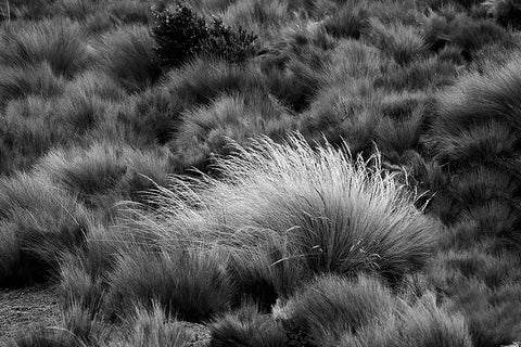 Paramo grass-Antisana Ecological Reserve-Ecuador Black Ornate Wood Framed Art Print with Double Matting by Jones, Adam