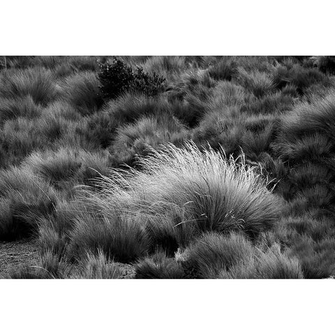 Paramo grass-Antisana Ecological Reserve-Ecuador Black Modern Wood Framed Art Print by Jones, Adam