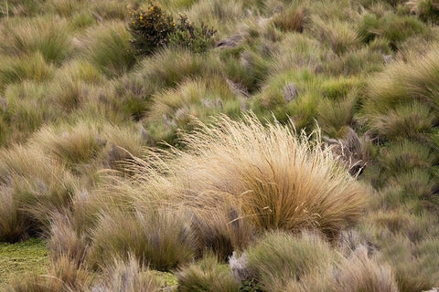 Paramo grass-Antisana Ecological Reserve-Ecuador Black Ornate Wood Framed Art Print with Double Matting by Jones, Adam