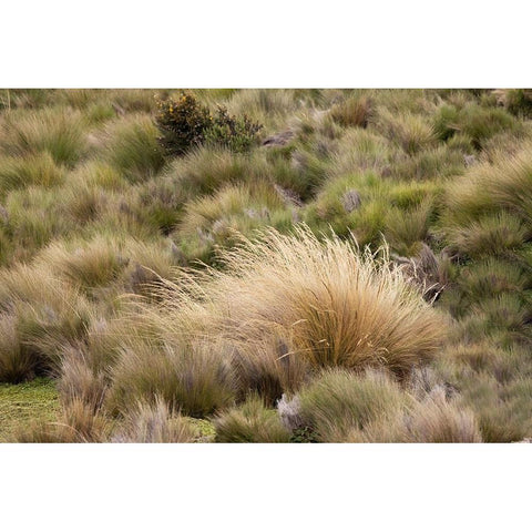 Paramo grass-Antisana Ecological Reserve-Ecuador White Modern Wood Framed Art Print by Jones, Adam