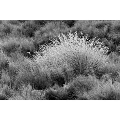 Paramo grass-Antisana Ecological Reserve-Ecuador Black Modern Wood Framed Art Print with Double Matting by Jones, Adam
