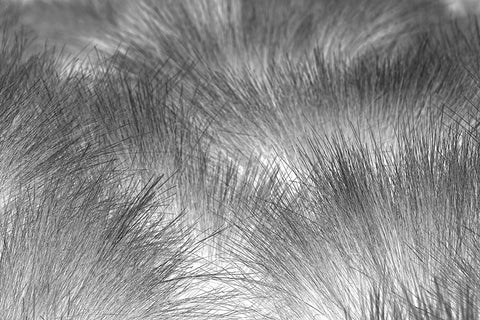 Paramo grass-Antisana Ecological Reserve-Ecuador White Modern Wood Framed Art Print with Double Matting by Jones, Adam