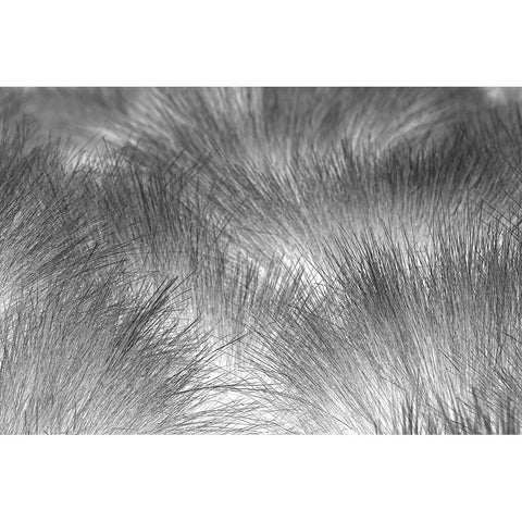 Paramo grass-Antisana Ecological Reserve-Ecuador Black Modern Wood Framed Art Print by Jones, Adam