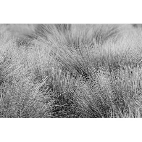Paramo grass-Antisana Ecological Reserve-Ecuador Gold Ornate Wood Framed Art Print with Double Matting by Jones, Adam
