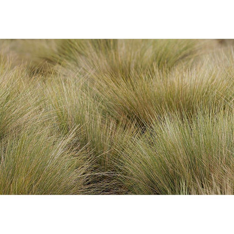Paramo grass-Antisana Ecological Reserve-Ecuador White Modern Wood Framed Art Print by Jones, Adam