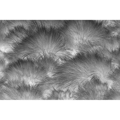 Paramo grass-Antisana Ecological Reserve-Ecuador Black Modern Wood Framed Art Print with Double Matting by Jones, Adam