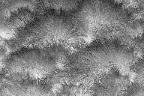 Paramo grass-Antisana Ecological Reserve-Ecuador Black Ornate Wood Framed Art Print with Double Matting by Jones, Adam