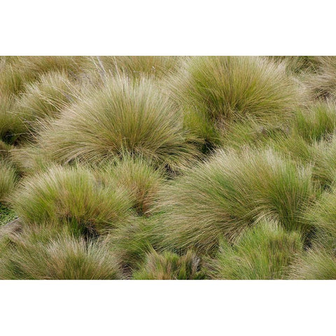 Paramo grass-Antisana Ecological Reserve-Ecuador Gold Ornate Wood Framed Art Print with Double Matting by Jones, Adam