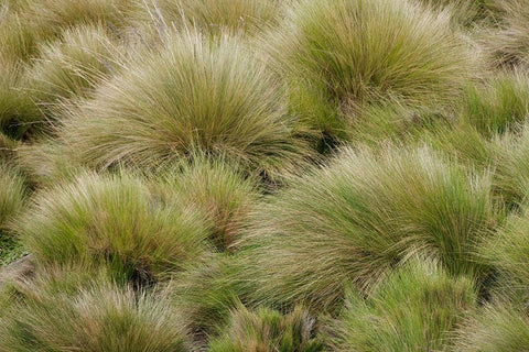 Paramo grass-Antisana Ecological Reserve-Ecuador White Modern Wood Framed Art Print with Double Matting by Jones, Adam