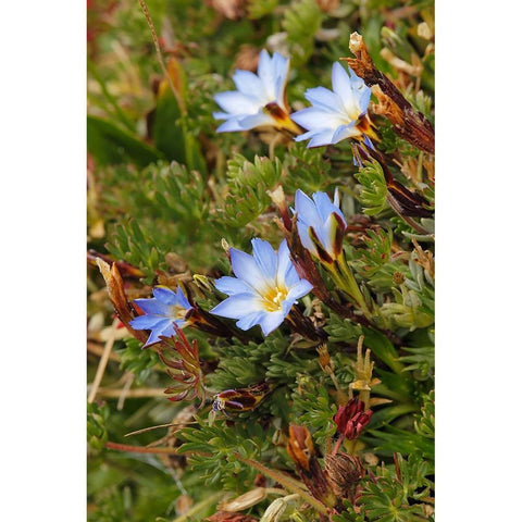 Ground cover-Antisana Ecological Reserve-Ecuador Black Modern Wood Framed Art Print by Jones, Adam