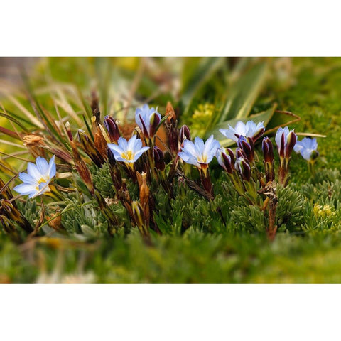 Ground cover-Antisana Ecological Reserve-Ecuador Gold Ornate Wood Framed Art Print with Double Matting by Jones, Adam