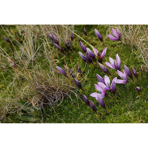 Gentian flowers-Antisana National Park-Ecuador Black Modern Wood Framed Art Print by Jones, Adam