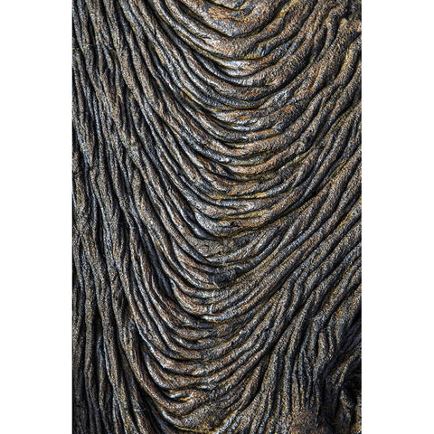 Recent Pahoehoe lava flow-Sullivan Bay-Santiago Island-Galapagos Islands-Ecuador Black Modern Wood Framed Art Print by Jones, Adam