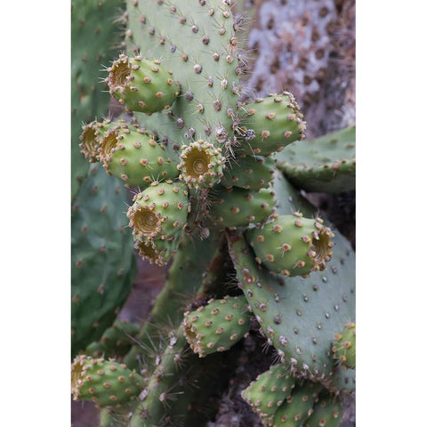 Opuntia prickly pear cactus-South Plaza Island-Galapagos Islands-Ecuador Gold Ornate Wood Framed Art Print with Double Matting by Jones, Adam