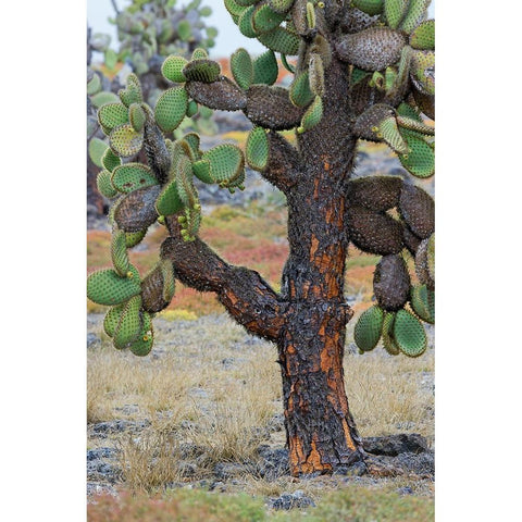 Carpet weed along with Opuntia prickly pear cactus-South Plaza Island-Galapagos Islands-Ecuador White Modern Wood Framed Art Print by Jones, Adam