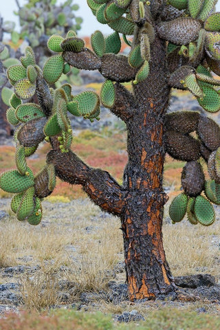 Carpet weed along with Opuntia prickly pear cactus-South Plaza Island-Galapagos Islands-Ecuador Black Ornate Wood Framed Art Print with Double Matting by Jones, Adam