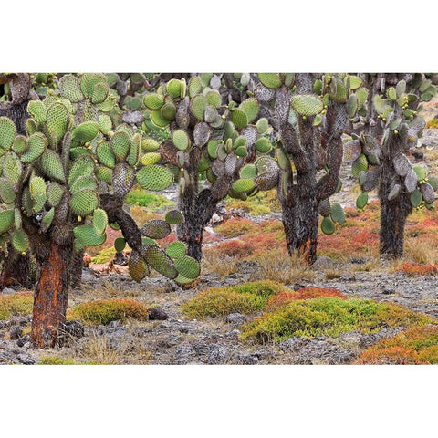 Carpet weed along with Opuntia prickly pear cactus-South Plaza Island-Galapagos Islands-Ecuador Gold Ornate Wood Framed Art Print with Double Matting by Jones, Adam