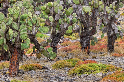 Carpet weed along with Opuntia prickly pear cactus-South Plaza Island-Galapagos Islands-Ecuador White Modern Wood Framed Art Print with Double Matting by Jones, Adam