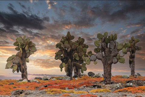 Carpet weed along with Opuntia prickly pear cactus at sunset-South Plaza Island-Galapagos Islands Black Ornate Wood Framed Art Print with Double Matting by Jones, Adam