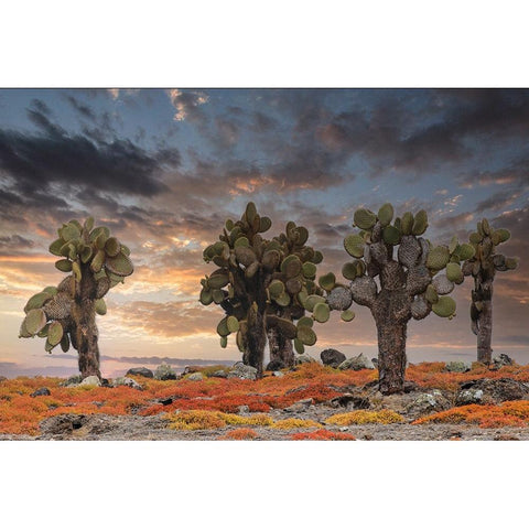 Carpet weed along with Opuntia prickly pear cactus at sunset-South Plaza Island-Galapagos Islands Black Modern Wood Framed Art Print by Jones, Adam