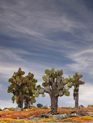 Carpet weed along with Opuntia prickly pear cactus-South Plaza Island-Galapagos Islands-Ecuador Black Ornate Wood Framed Art Print with Double Matting by Jones, Adam