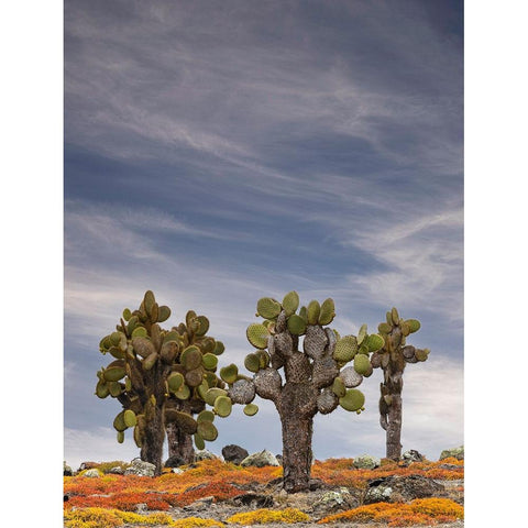 Carpet weed along with Opuntia prickly pear cactus-South Plaza Island-Galapagos Islands-Ecuador White Modern Wood Framed Art Print by Jones, Adam