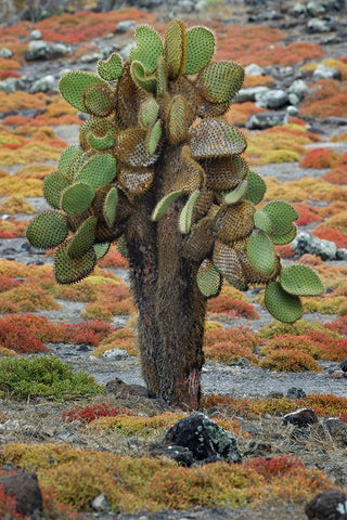 Carpet weed along with Opuntia prickly pear cactus-South Plaza Island-Galapagos Islands-Ecuador Black Ornate Wood Framed Art Print with Double Matting by Jones, Adam