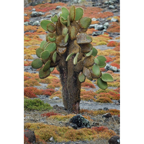 Carpet weed along with Opuntia prickly pear cactus-South Plaza Island-Galapagos Islands-Ecuador Gold Ornate Wood Framed Art Print with Double Matting by Jones, Adam