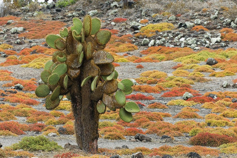 Carpet weed along with Opuntia prickly pear cactus-South Plaza Island-Galapagos Islands-Ecuador Black Ornate Wood Framed Art Print with Double Matting by Jones, Adam
