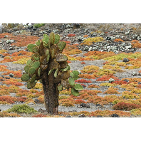 Carpet weed along with Opuntia prickly pear cactus-South Plaza Island-Galapagos Islands-Ecuador Black Modern Wood Framed Art Print with Double Matting by Jones, Adam