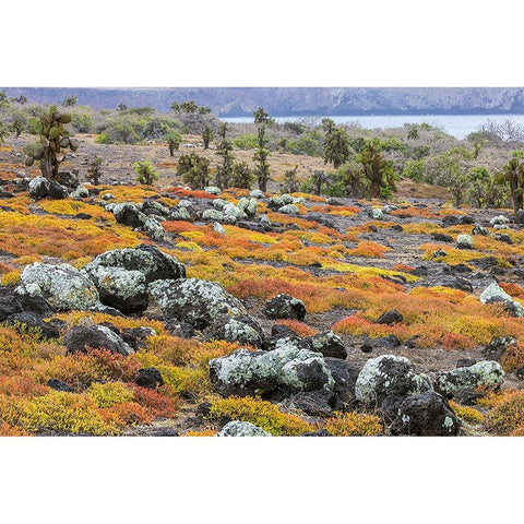 Carpet weed along with Opuntia prickly pear cactus-South Plaza Island-Galapagos Islands-Ecuador Gold Ornate Wood Framed Art Print with Double Matting by Jones, Adam