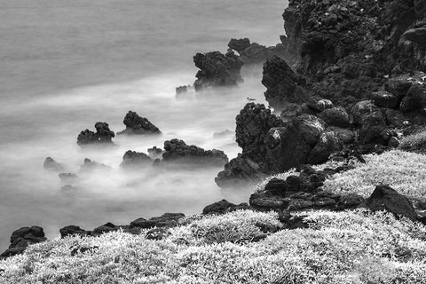 Rocky shoreline covered in Sesuvium-South Plaza Island-Galapagos Islands-Ecuador Black Ornate Wood Framed Art Print with Double Matting by Jones, Adam