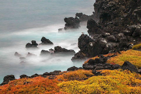 Rocky shoreline covered in Sesuvium-South Plaza Island-Galapagos Islands-Ecuador Black Ornate Wood Framed Art Print with Double Matting by Jones, Adam