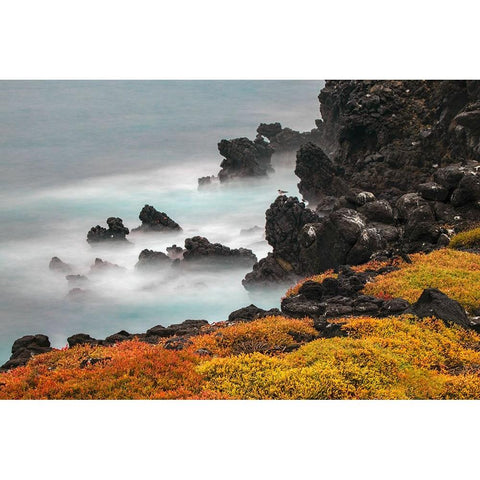Rocky shoreline covered in Sesuvium-South Plaza Island-Galapagos Islands-Ecuador Black Modern Wood Framed Art Print by Jones, Adam