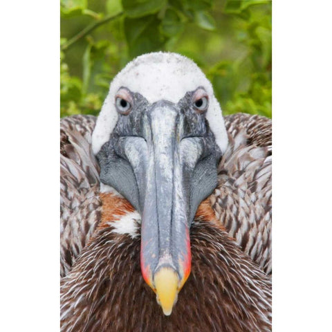 Ecuador, Galapagos Islands, Brown pelican on nest Gold Ornate Wood Framed Art Print with Double Matting by Morris, Arthur