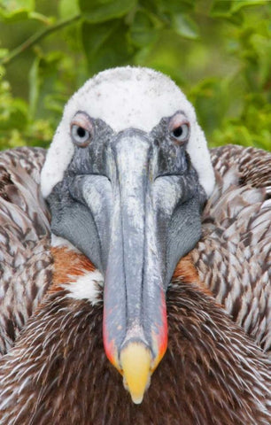 Ecuador, Galapagos Islands, Brown pelican on nest White Modern Wood Framed Art Print with Double Matting by Morris, Arthur