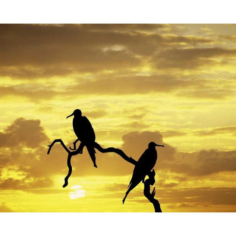 Ecuador, Galapagos Silhouette of frigate birds Gold Ornate Wood Framed Art Print with Double Matting by Zuckerman, Jim