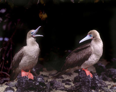 Ecuador, Galapagos Islands Red-footed boobies White Modern Wood Framed Art Print with Double Matting by Zuckerman, Jim