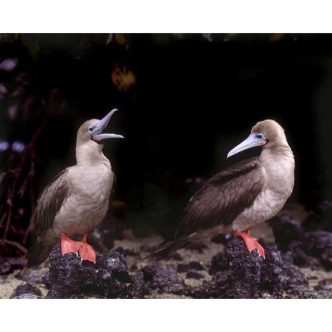 Ecuador, Galapagos Islands Red-footed boobies Black Modern Wood Framed Art Print with Double Matting by Zuckerman, Jim