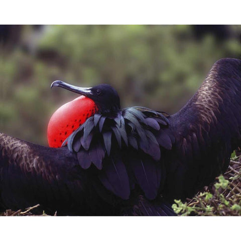 Ecuador, Galapagos Spread-eagled frigatebird Gold Ornate Wood Framed Art Print with Double Matting by Zuckerman, Jim