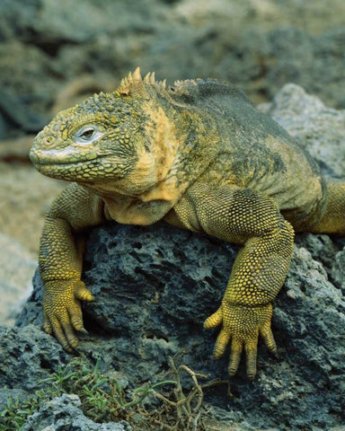 Ecuador, Galapagos Islands Detail of land iguana Black Ornate Wood Framed Art Print with Double Matting by Zuckerman, Jim
