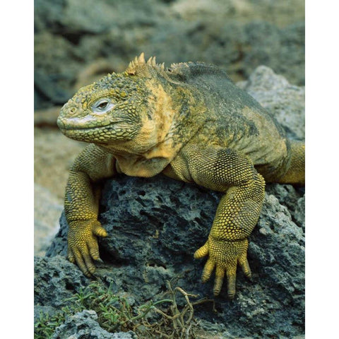 Ecuador, Galapagos Islands Detail of land iguana Black Modern Wood Framed Art Print with Double Matting by Zuckerman, Jim