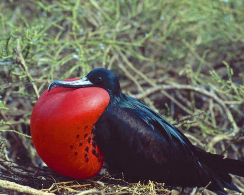Ecuador, Galapagos Frigatebird with red pouch White Modern Wood Framed Art Print with Double Matting by Zuckerman, Jim