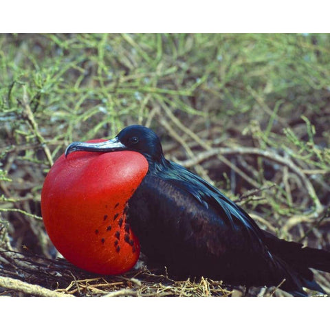 Ecuador, Galapagos Frigatebird with red pouch Black Modern Wood Framed Art Print by Zuckerman, Jim