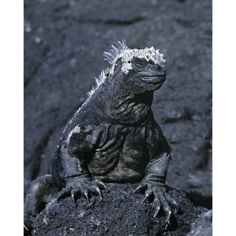 Ecuador, Galapagos Islands Marine iguana Gold Ornate Wood Framed Art Print with Double Matting by Zuckerman, Jim